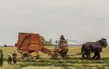 horse-farm